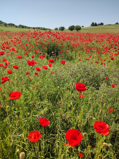 Red Flower Field under Blue Sky