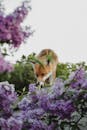 Fox in Flower Bushes