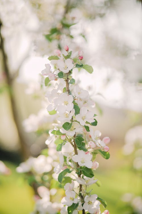 Fotos de stock gratuitas de de cerca, enfoque selectivo, flor