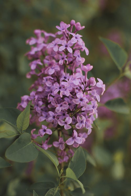 Close-up of Purple Lilac Flowers