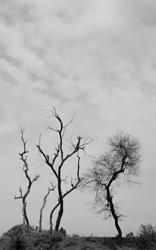 çıplak ağaçlar, dar açılı çekim, dikey atış içeren Ücretsiz stok fotoğraf