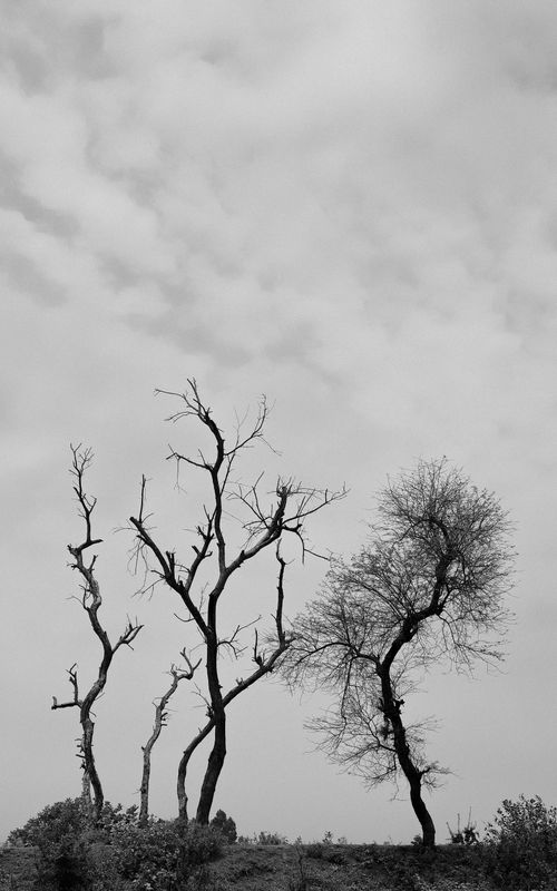 Free Monochrome image of leafless trees under a cloudy sky in Pabna, Bangladesh. Stock Photo