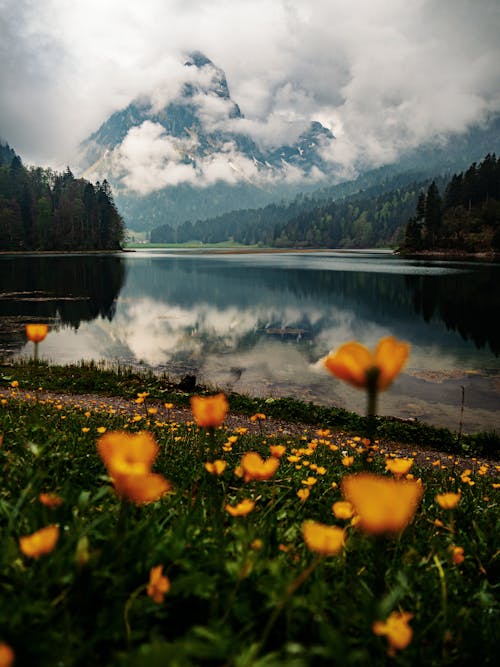 คลังภาพถ่ายฟรี ของ ดอกไม้, ต้นไม้, ทะเลสาป