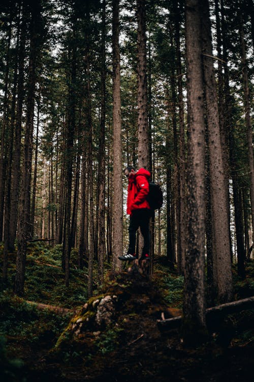 Foto d'estoc gratuïta de arbres, bosc, boscos