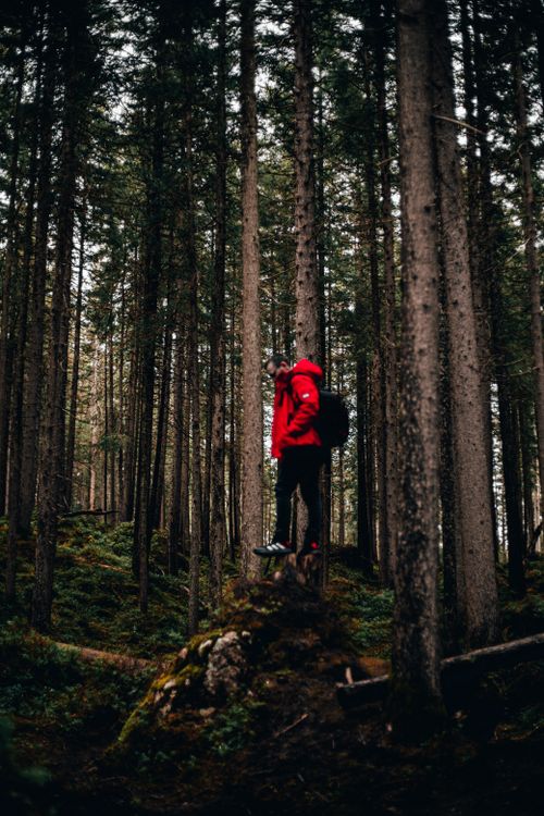 Free Hiker in a red jacket stands amidst the tall trees of the Bavarian forest. Stock Photo