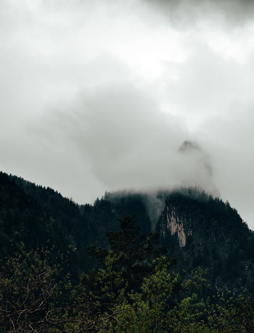 Free Trees Covered with White Clouds Stock Photo