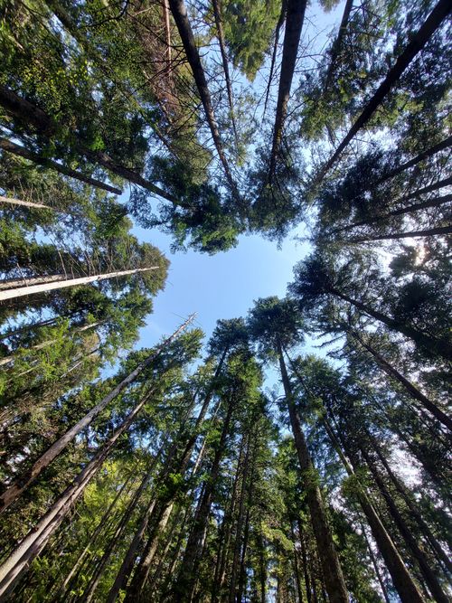Free Stunning view of a forest canopy looking upwards, showcasing tall trees and blue sky. Stock Photo