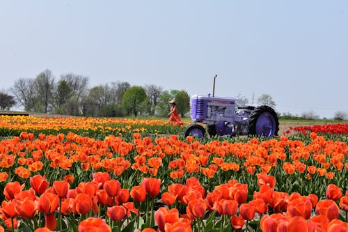 Gratis stockfoto met gele tulpen, landbouwgrond, lente