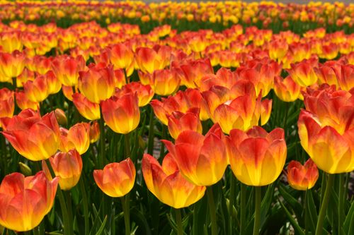 Free A stunning close-up of vibrant orange and yellow tulips in full bloom during spring in Maple Park, IL. Stock Photo