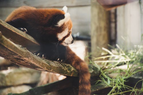 Fotografia Com Foco Raso De Animal Castanho