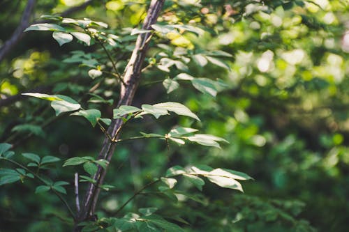 Безкоштовне стокове фото на тему «відділення, дерево, зелене листя» стокове фото