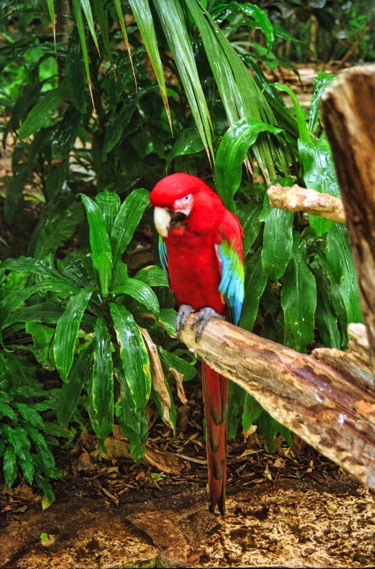 Red Parrot On A Branch In The Forest