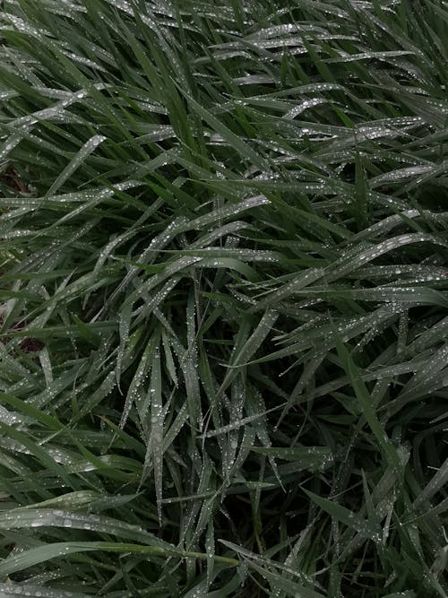 Wet Green Grass in Close Up Photography