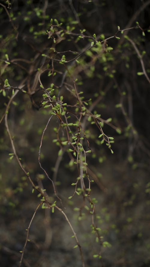 Free 垂直拍摄, 樹枝, 樹葉 的 免费素材图片 Stock Photo