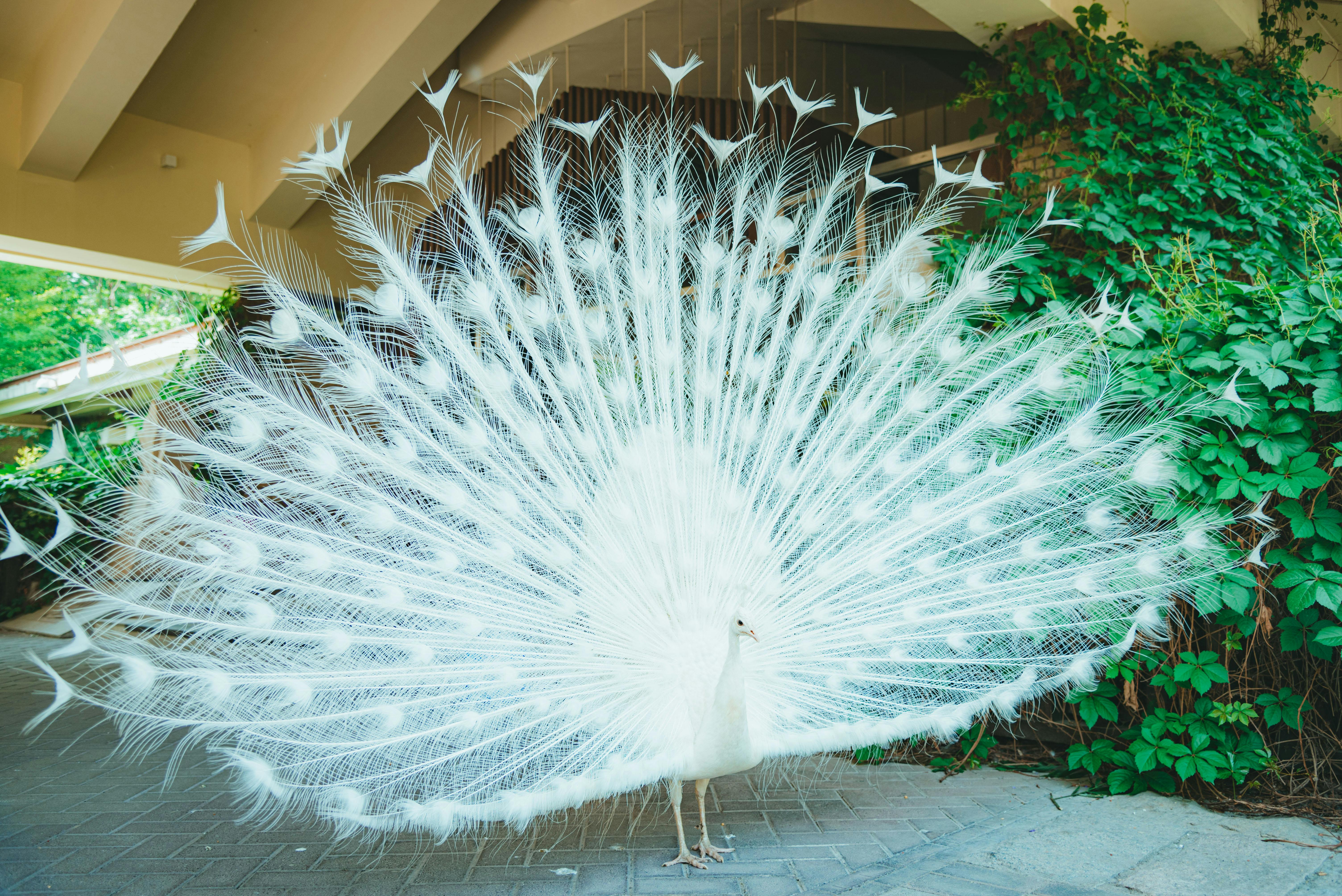 White Peacock Photos, Download The BEST Free White Peacock Stock Photos & HD Images White Peacock Photos, Download The BEST Free White Peacock Stock Photos & HD Images