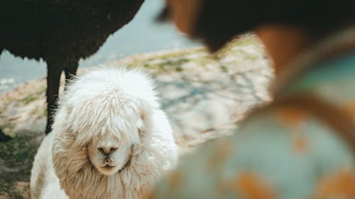 Free A Long Coated Sheep in the Farm Stock Photo