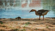 Brown Duck on Brown Soil Near Body of Water