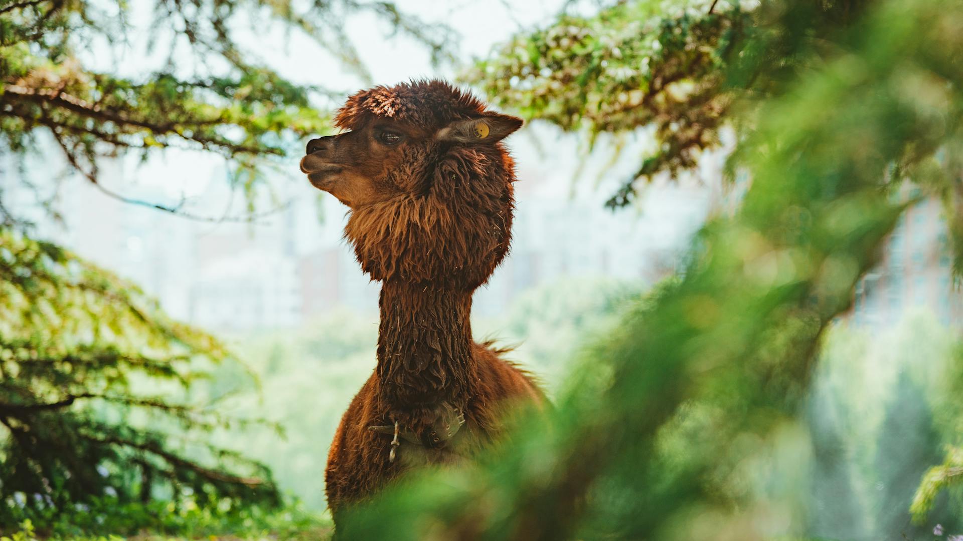 A brown llama stands in a lush forest, surrounded by greenery, in daylight.