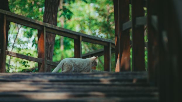 Peaceful white cat walking along a sunlit wooden boardwalk surrounded by greenery.