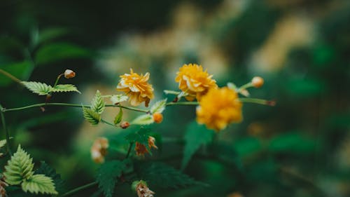 Fotobanka s bezplatnými fotkami na tému botanika, jemný, kvitnutie