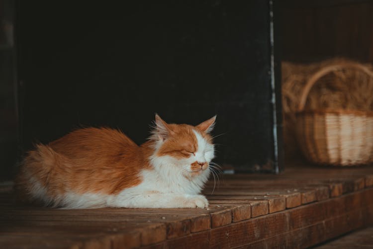 Sleeping Fluffy Cat