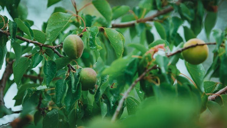 Wet Leaves Of A Peach Tree