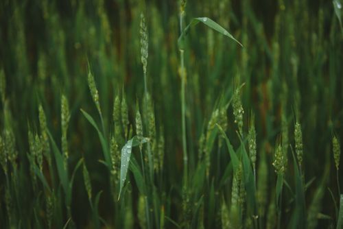Free Fresh green wheat grass with dewdrops in a field, showcasing unripe crops. Stock Photo