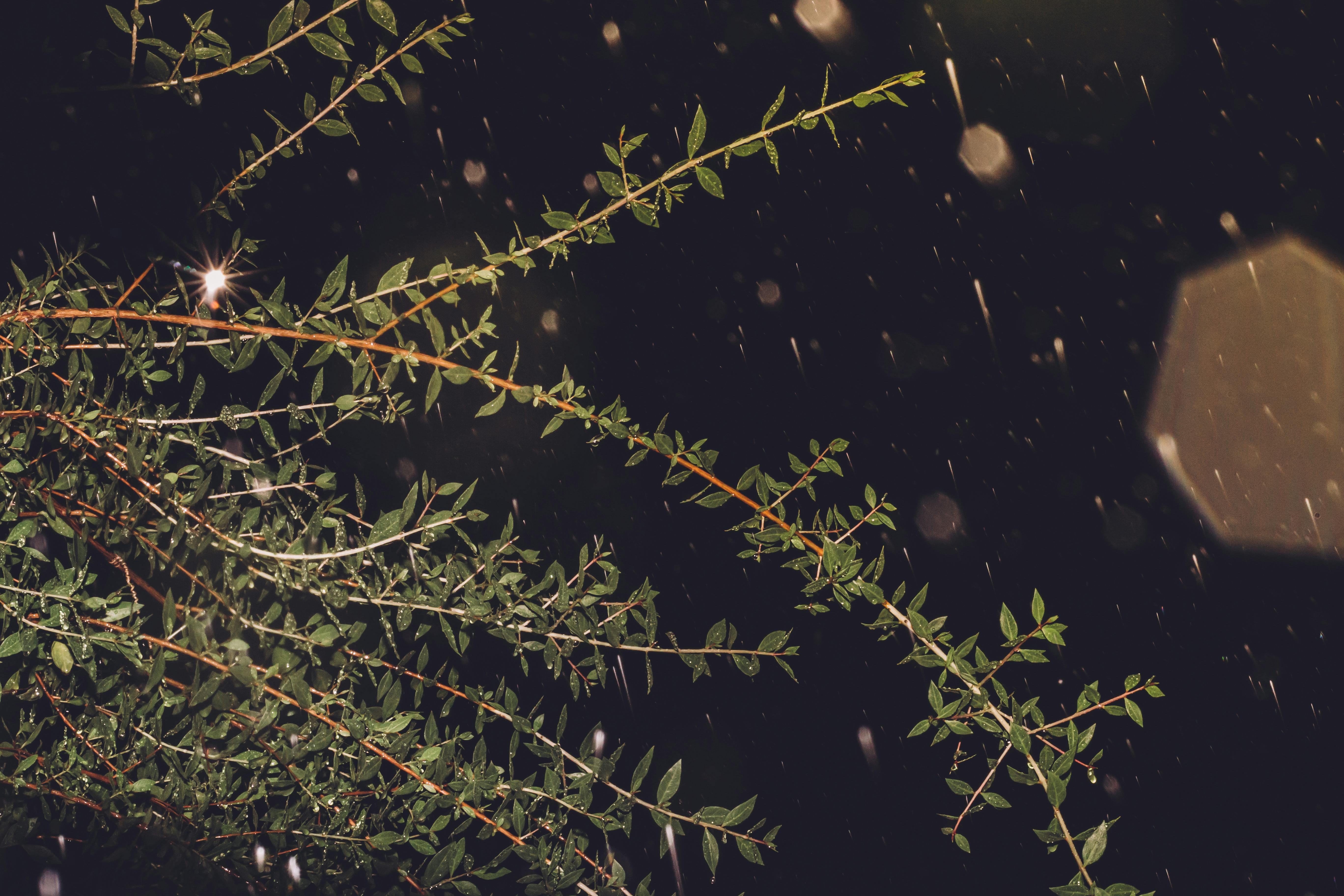 Free Stock Photo Of Aesthethics Dark Dark Green Plants