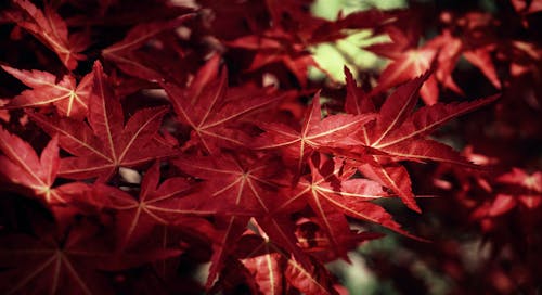 Red Maple Leaves in Close-up Photography