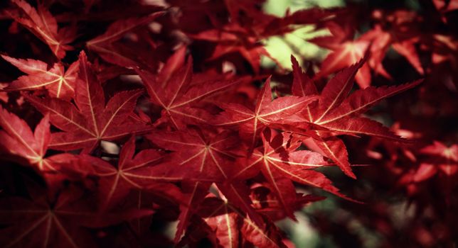 Close-up of vibrant red maple leaves capturing the essence of autumn. Perfect for seasonal imagery.