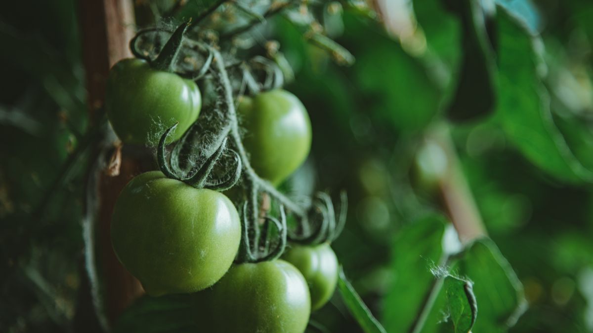 Prévenir et traiter les maladies des tomates en été - illustration