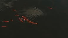 Koi Fishes Swimming on Water Surface