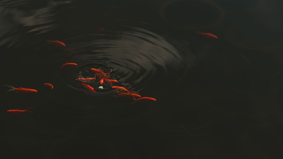 A group of vibrant koi fish gracefully swim in a dark pond with gentle ripples.