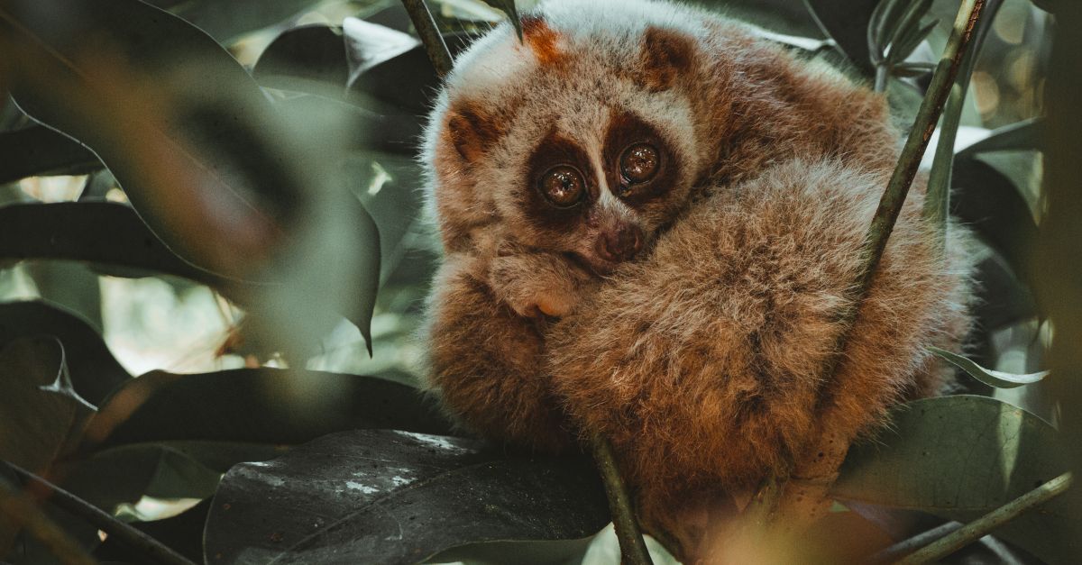 Intriguing slow loris curled up in foliage, showcasing wildlife beauty.