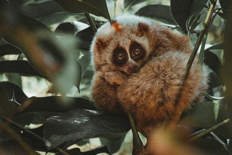 Slow Loris Animal On Green Leaves