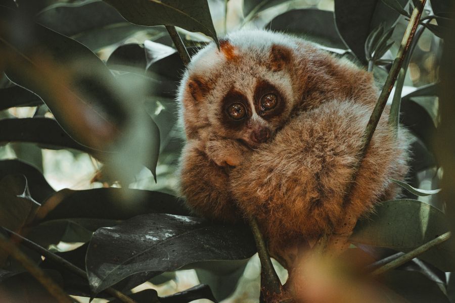 A slow loris with large round eyes curled up in green foliage