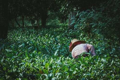 Person with Straw Hat Working in a Field with Plants