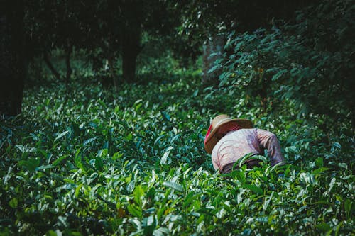 Photos gratuites de agriculteur, centrales, chapeau de paille