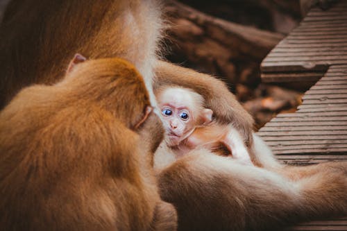 Gratis arkivbilde med apekatter, baby, brun