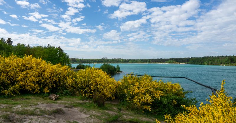 Forsythia : Guide Plantation et Taille 2026