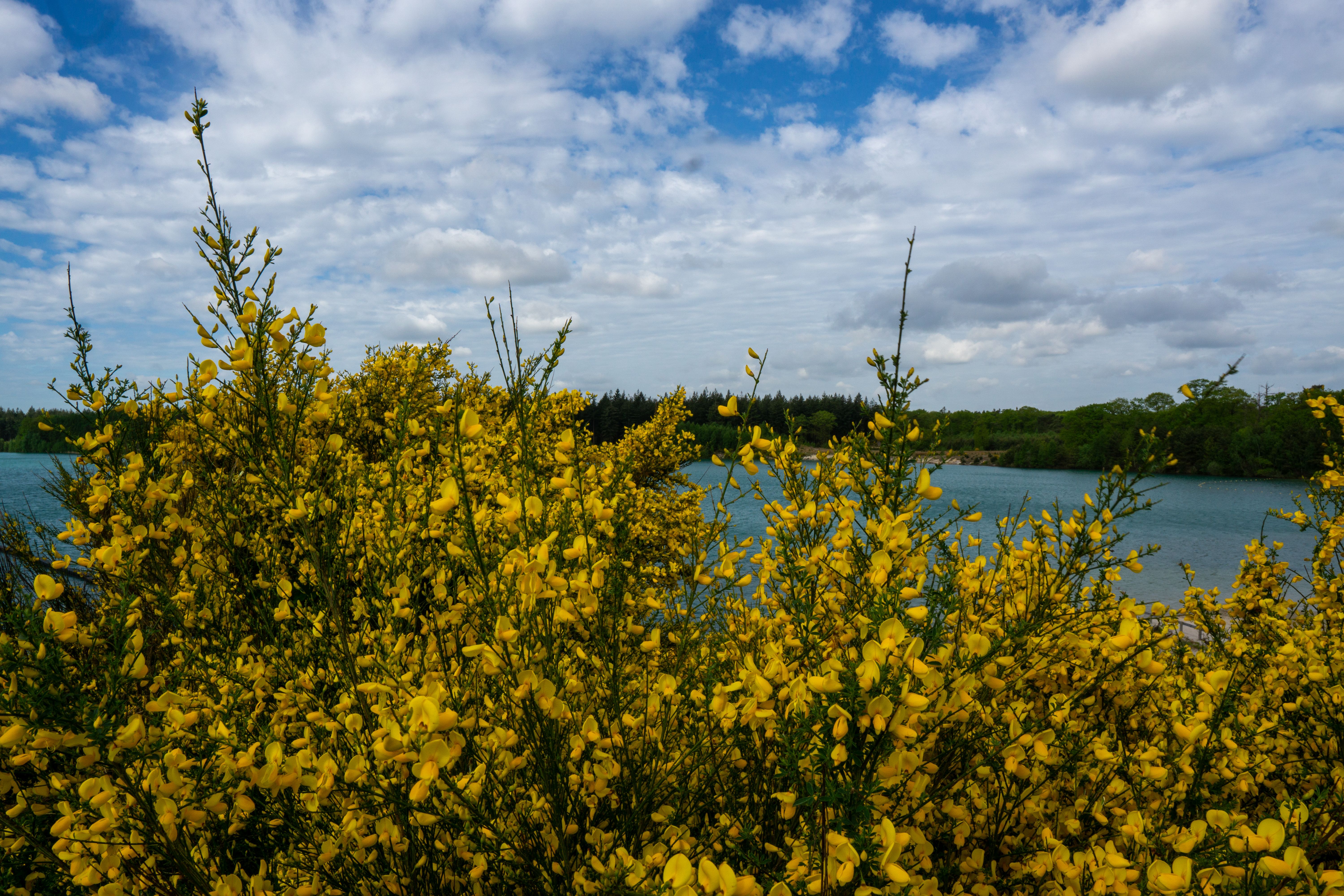 Yellow Flowers of a Plant under a Cloudy Sky · Free Stock Photo