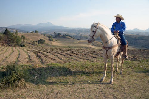 Man Riding a White Horse on a Field