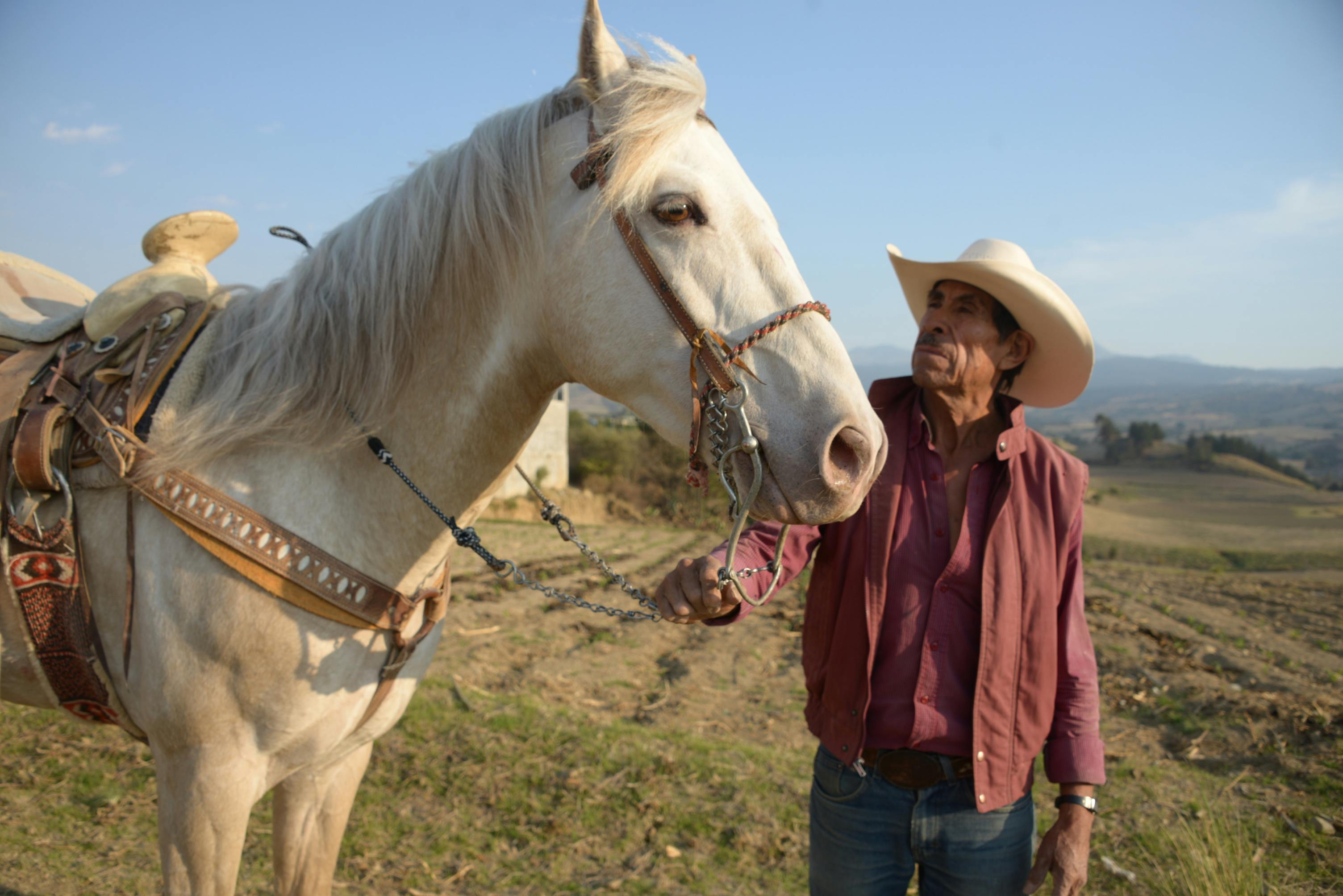 man in purple long sleeve shirt beside white horse