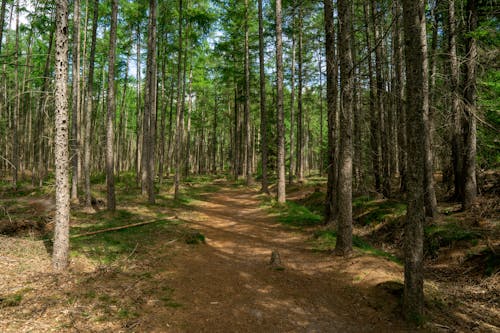 無料 木, 森の中, 森林の無料の写真素材 写真素材