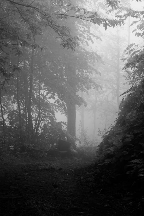 Foto d'estoc gratuïta de amb boira, arbres, bosc