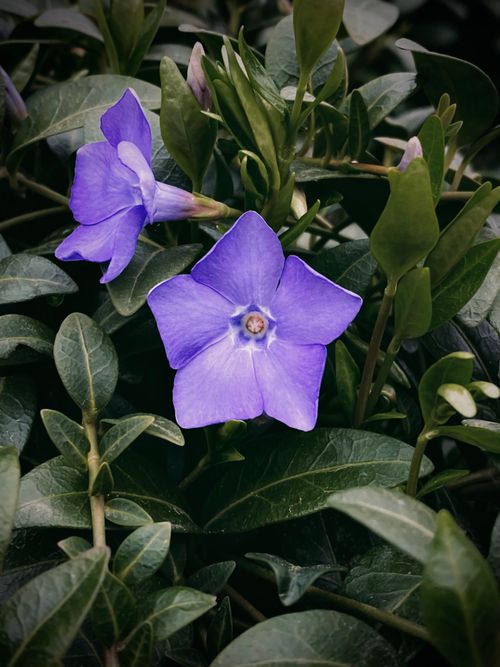 Free Detailed shot of vibrant purple myrtle flowers with lush green leaves, capturing natural beauty. Stock Photo