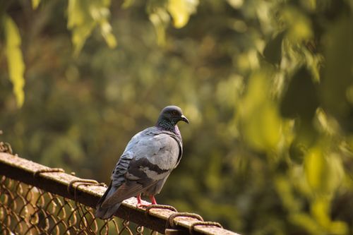 Free Close-up of a pigeon sitting on a metal fence with blurred green background outdoors. Stock Photo