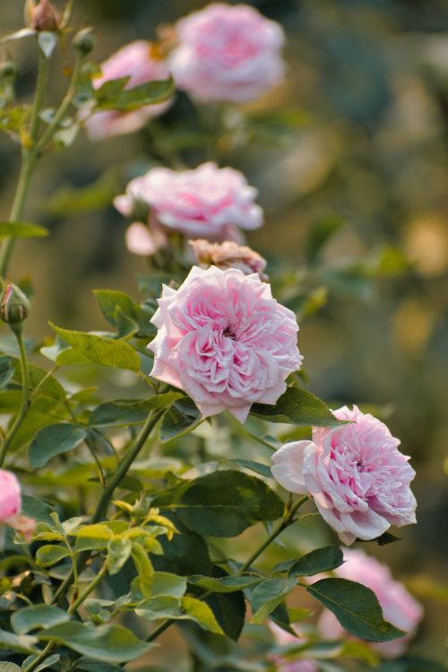 Free Captivating close-up of pink roses in bloom outdoors, highlighting their delicate petals. Stock Photo