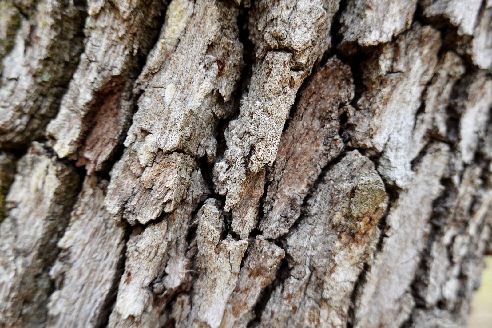 Close-up of deeply furrowed grey tree bark