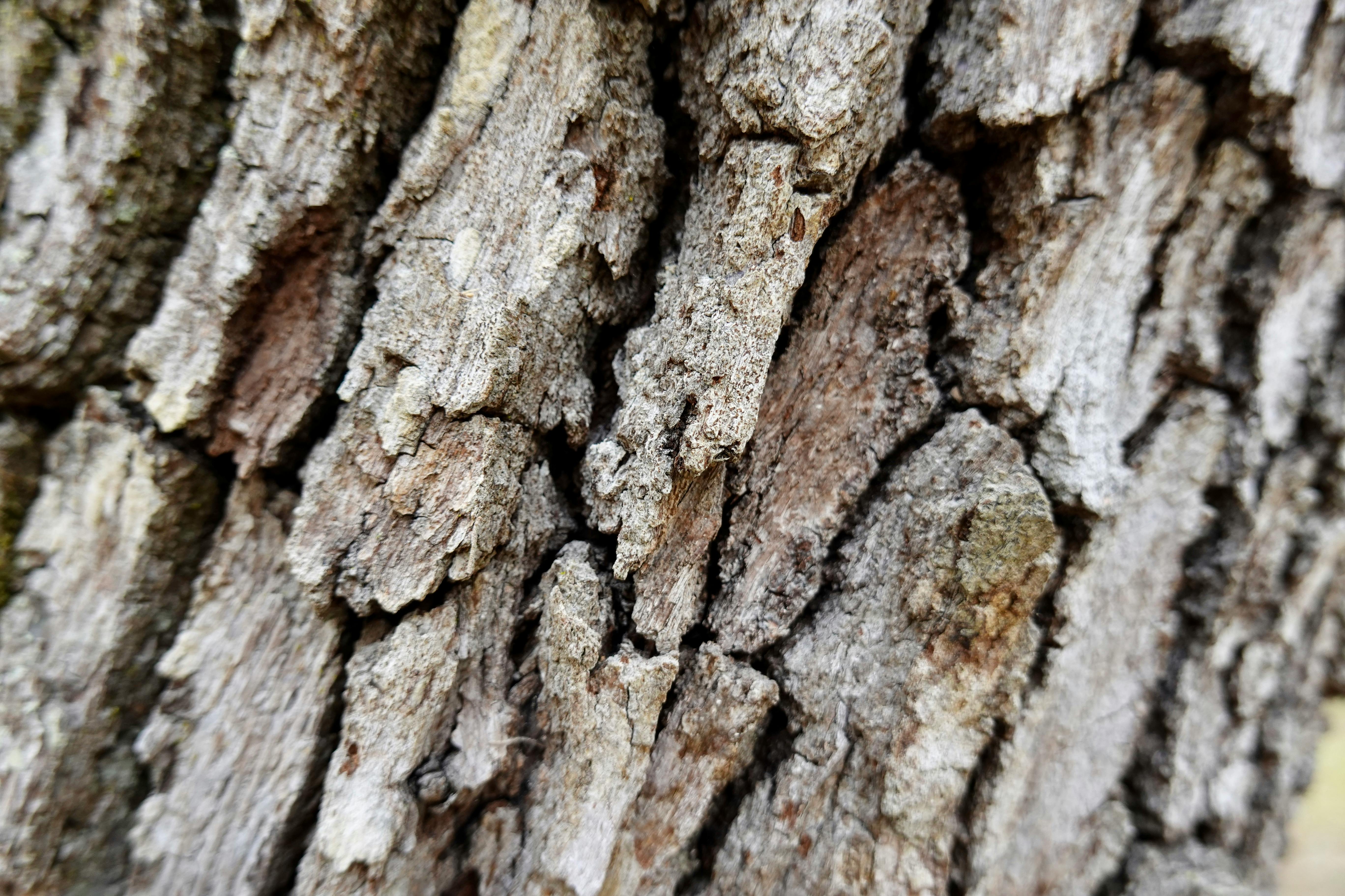 Tree Trunk Close Up Photography · Free Stock Photo